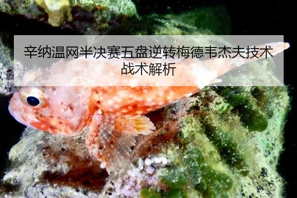 辛纳温网半决赛五盘逆转梅德韦杰夫技术战术解析